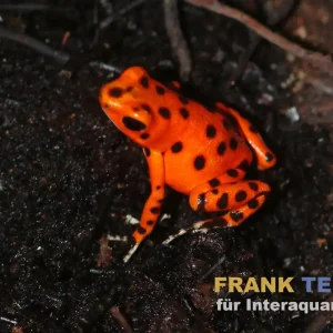Abverkauf Erdbeerfröschchen, Oophaga pumilio Colon "Strawberry"